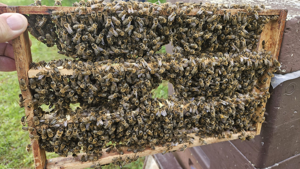 Junge Bienen versorgen die Weiselzellen an der Zuchtlatte