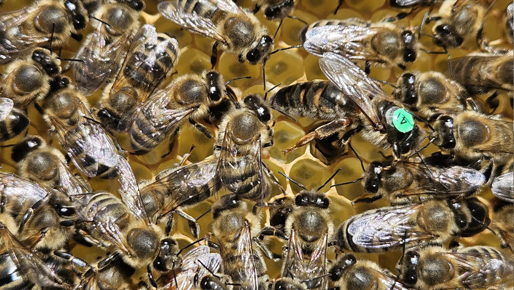 Neue Königin mit grüner Markierung für 2024 geschlüpfte Königinnen